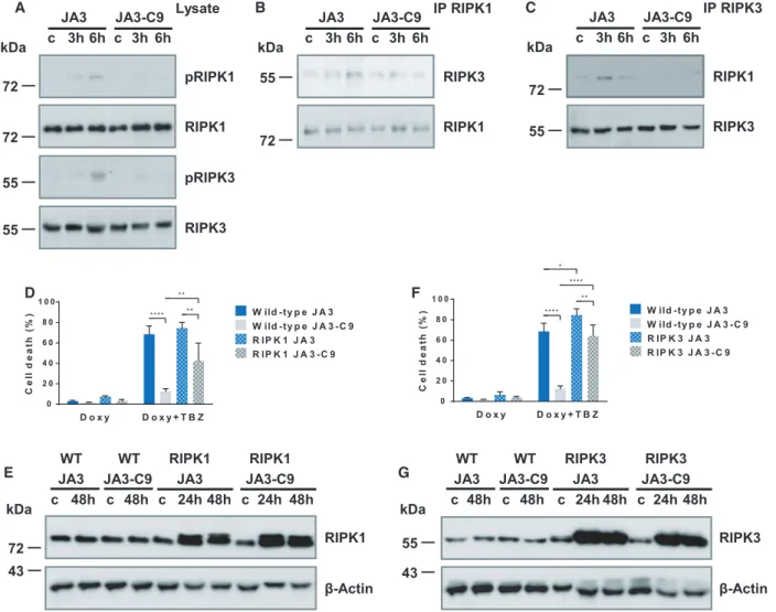 Fig. 4. Caspase-9 regulates the assembly of necrosome during necroptosis. (A) JA3 and JA3-C9 cells were pretreated with 10 l M Z-VAD and 1 l M BV6 for 1 h and activated for the indicated times with 50 ng  mL 1 human TNF- a 