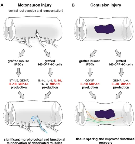 Figure 1. Various of lesion-induced secretome compositions in different spinal cord injury models