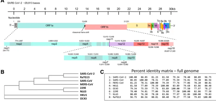 Fig. 1 Human CoV genome organisation and relationships. Schematic of SARS-CoV-2 genome based on NCBI sequence MT786327 (severe acute respiratory syndrome coronavirus 2 isolate SARS-CoV-2/human/