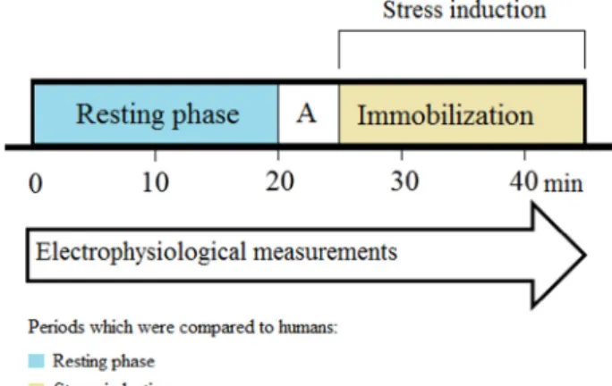 Fig.  1. The  stress  protocol  inducing immobilization  in  rats. Abbreviation:  A 