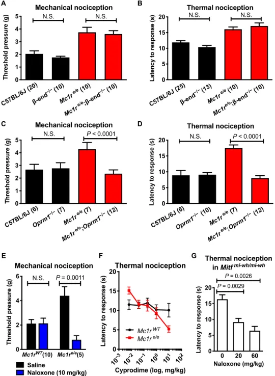 Fig. 2. Elevated nociceptive thresholds in red-haired mice depend on opioid signaling but not -endorphin