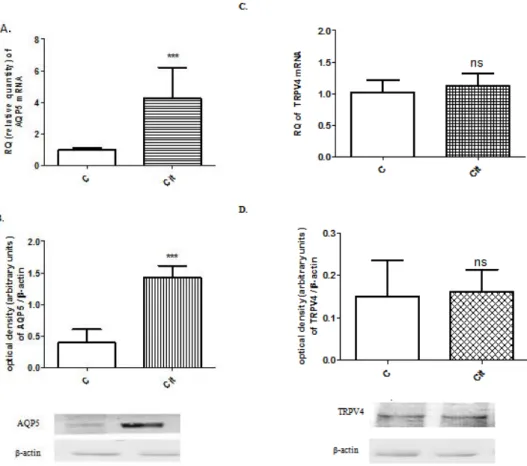 Figure 3. Changes in AQP5 mRNA (A) and protein (B, 35 kDa) and TRPV4 mRNA (C) and protein  (D, 105 kDa) expression of on gestational day 22 in pregnant rat uteri after citral treatment, in vitro.