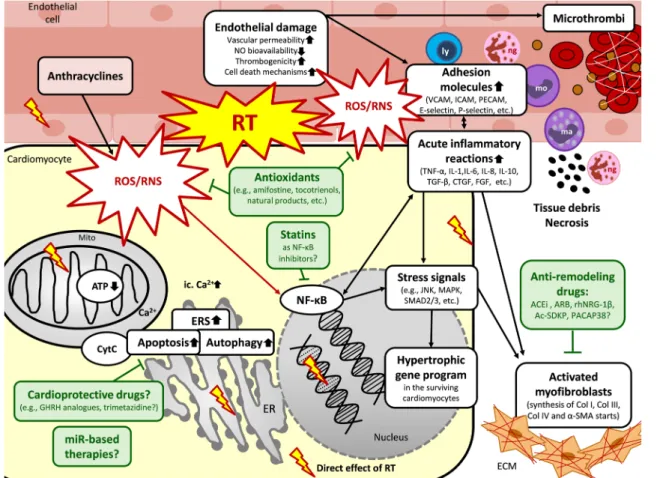 Fig. 2    Putative mechanisms in the acute phase of RIHD and potential  pharmacological interventions