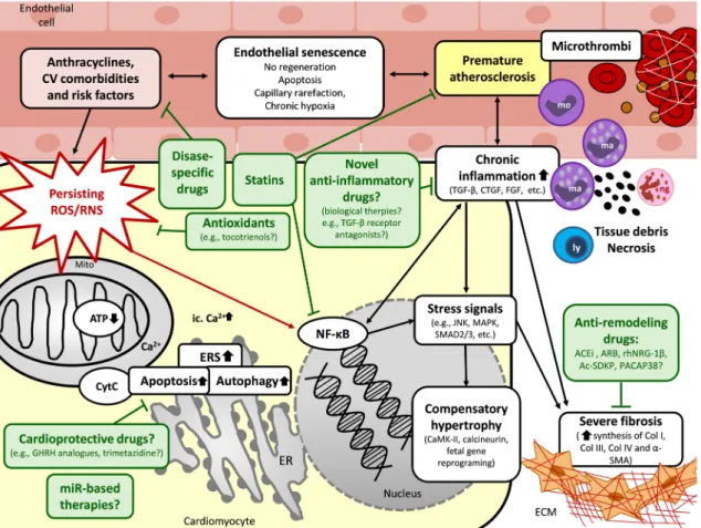 Fig. 3    Putative mechanisms in the chronic phase of RIHD and poten- poten-tial pharmacological interventions