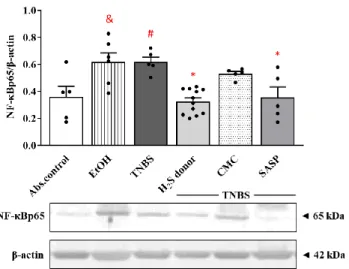 Figure 6. Changes in the expression of NF-κB p65 subunit following TNBS administration and treat- treat-ment with H 2 S donor in the colon