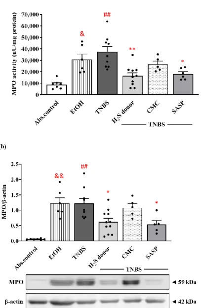 Figure 4. Alterations of the colonic myeloperoxidase (MPO) enzyme activity (a) and expression (b)  following H 2 S donor administration in TNBS-induced rat colitis