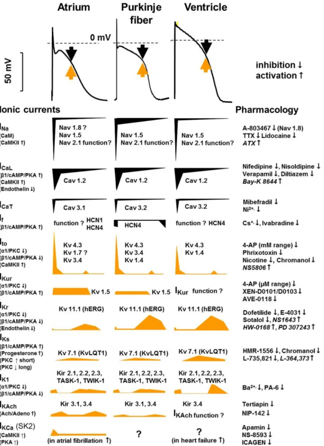 FIGURE 6. Tissue-speci ﬁ c (human) cardiac atrial, Purkinje ﬁ ber, and ventricular action potentials and the underlying ionic currents in different action poten- poten-tial phases, indicating their pharmacology and modulation
