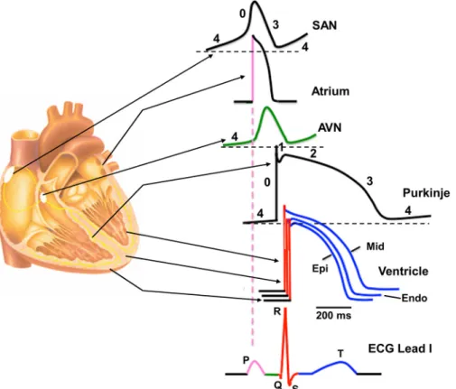 FIGURE 1. Regional differences in cardiac action potential con ﬁ gurations. Schematic cross section of the heart depicting the corresponding action potential con ﬁ guration from different regions of the heart indicated by arrows.