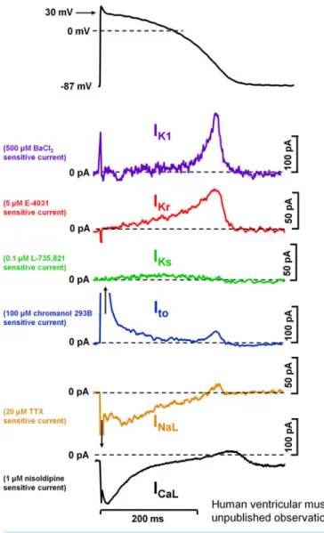 FIGURE 4. Action potential and underlying ionic currents recorded from human ventricular myocytes with the patch-clamp technique applying human ventricular action potential as command pulses at 1 Hz stimulation frequency, in the absence of any sympathetic 