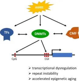 Figure 2. Schematic illustration of the mechanism and consequences of DNA methylation changes  in Huntington’s disease (HD)