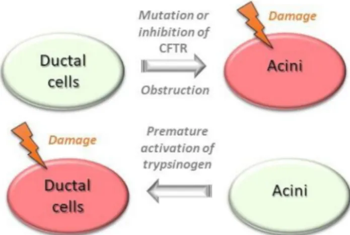 Figure 3  The acinar–ductal tango depicting the ductal changes  that precipitate acinar injury and the effect of resultant acinar injury  on ductal cell dysfunction