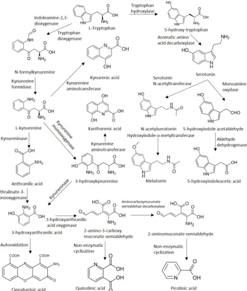 Figure 1. The kynurenine pathway of tryptophan metabolism. 
