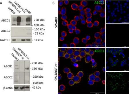 Figure 4. ABC transporter expression of the investigated SW480 cell clones. (A) Protein expression of ABC transporters was investigated in membrane-enriched fractions of the indicated cell lines by Western blotting