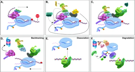 Figure 2.  Transcription-coupled-nucleotide excision repair (A) Following UV damage, elongating  RNAPII (S2P RNAPII) is stalled, then NAP1L1 (Nucleosome assembly protein 1-like 1) as well as  NAP1L4 (Nucleosome assembly protein 1-like 4) bind to CSB (Cocka