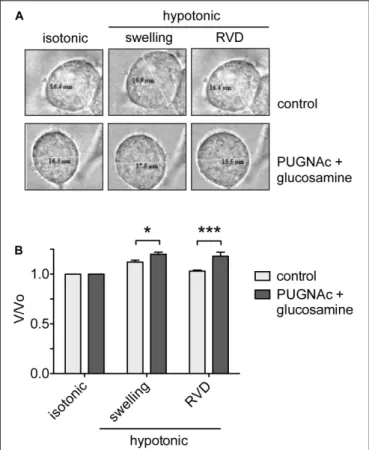 FIGURE 6 | O-GlcNAc elevation affects RVD. (A) HEK 293 Phoenix cells were incubated for 1 h with 100 µ M PUGNAc plus 5 mM glucosamine (n = 4) or 0.1% DMSO plus 5 mM glucose as the control (n = 5), initially kept in extracellular isotonic solution and then 