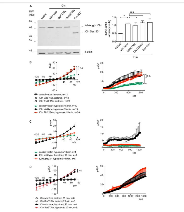 FIGURE 8 | Expression and function of ICln mutants. (A) HEK 293 Phoenix cells were transfected for 24 h with the indicated ICln mutants, wild-type ICln, or left untransfected