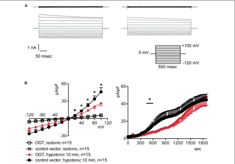 FIGURE 2 | O-GlcNAc elevation obtained by OGT overexpression blunts IClswell in native cells