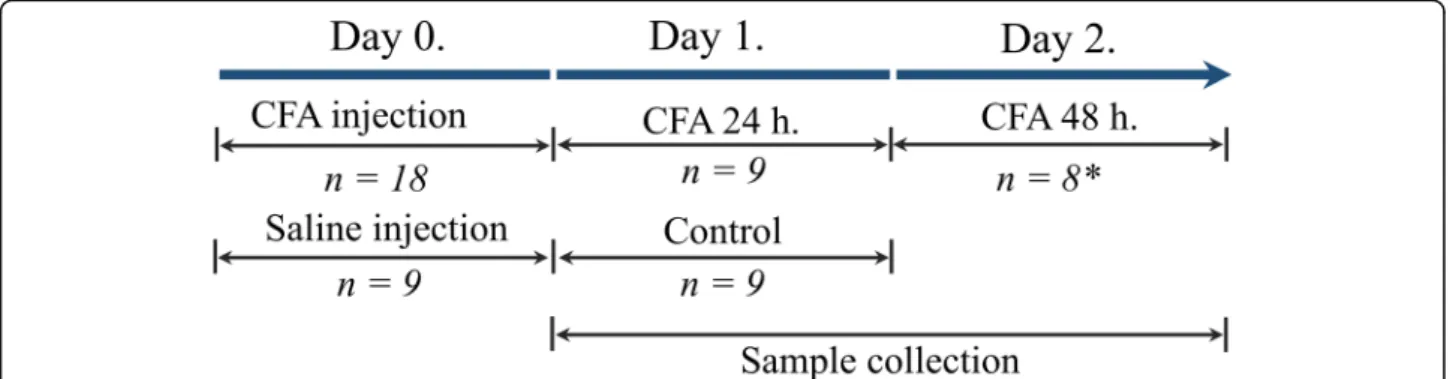 Fig. 1 Time-line of the experimental procedure applied in this study. CFA Complete Freund ’ s adjuvant 