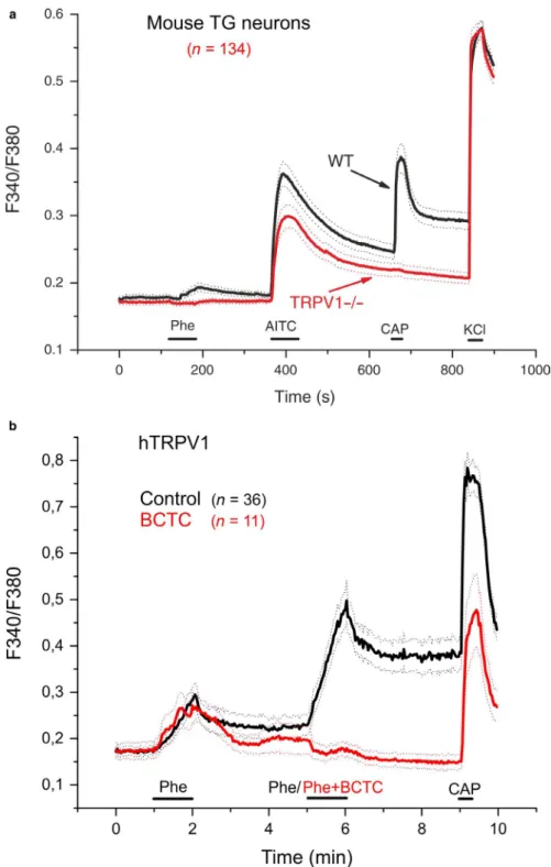 Figure 5a). In the sample of 134 TRPV1‐/‐ TG neurons, 55  (41%) were activated by AITC and only 2 (1.5%) responded  to capsaicin, confirming genetic ablation of the capsaicin  re-ceptor, TRPV1