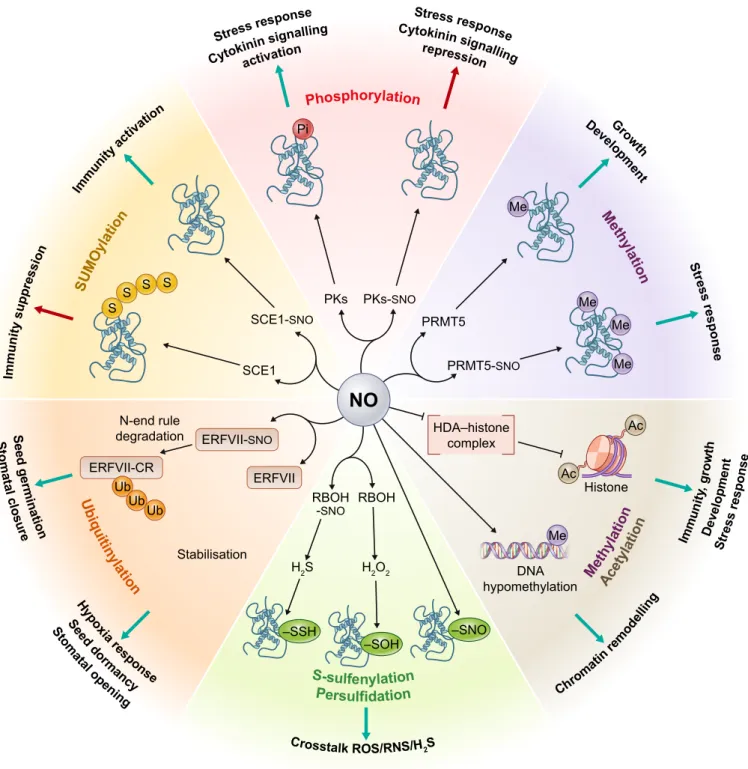 Fig. 2 Nitric oxide (NO) regulates a series of diverse post-translational modifications/signalling systems