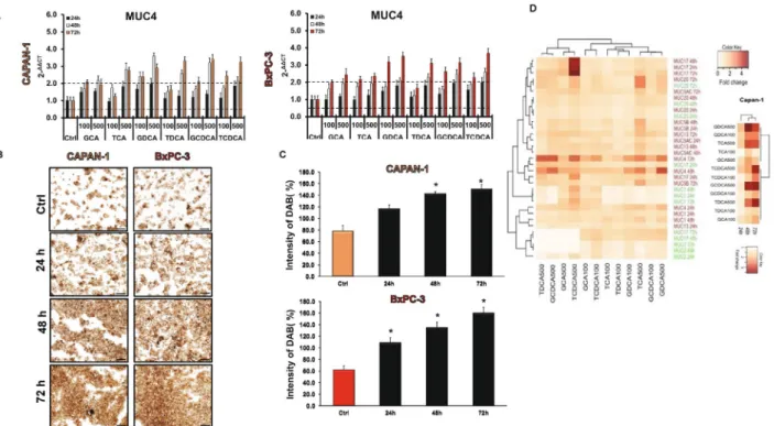 Figure 4.  Effects of bile acid treatment on the mRNA and protein expression of mucins in pancreatic  ductal cells