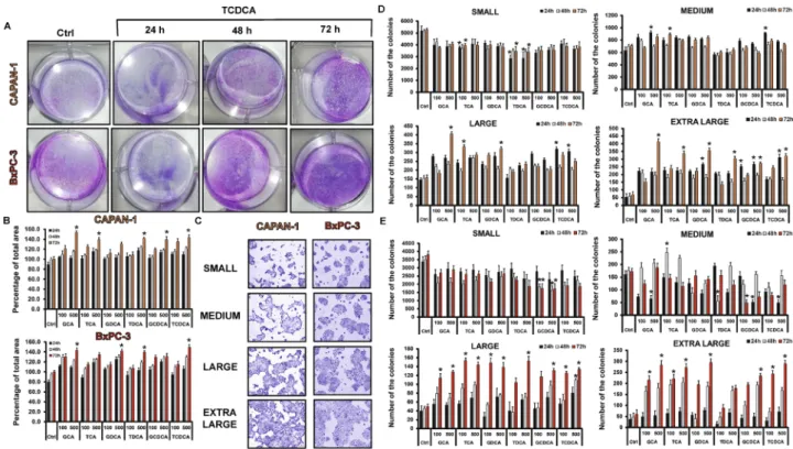 Table 3.   mRNA expression of mucin genes in the different pancreatic ductal cell lines.