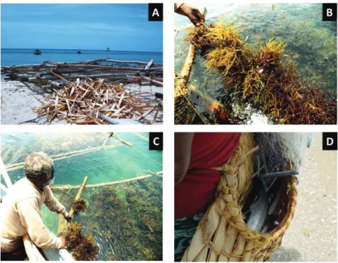 Figure 4: Seaweed cultivation in Mandapam, Tamil Nadu state, India.