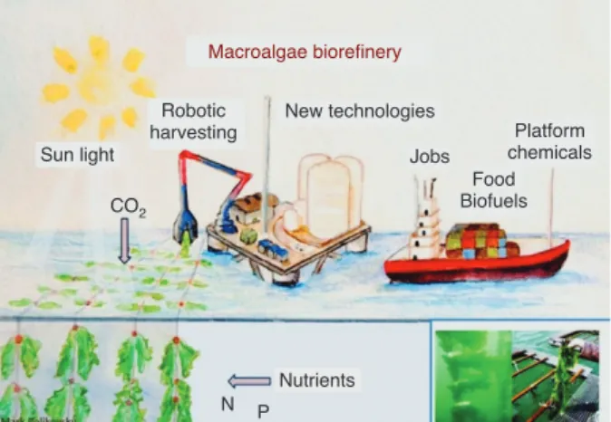 Figure 1: Illustration of an offshore biorefinery for the production of  food, platform chemicals, and biofuels.