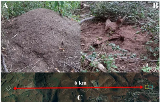 Figure 1. Different nest mound structures in the Mátra Mountains and the sampling sites