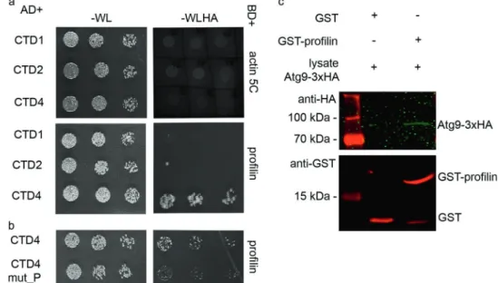 Fig. 5 Atg9 binds to pro ﬁ lin. In Y2H assay, Atg9 did not show binding to Actin 5 C, while a strong interaction was detected between the CTD4 (cytosolic domain 4) fragment of Atg9 and pro ﬁ lin (a)