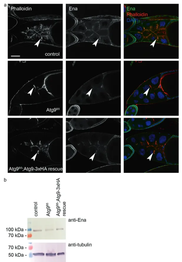 Fig. 7 Atg9 promotes the localization of the actin regulator Ena/