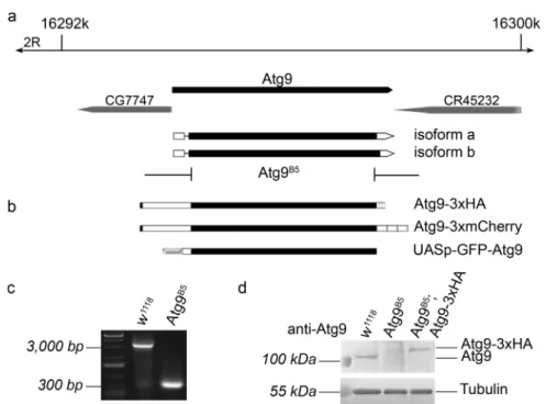 Fig. 1 Generation of an Atg9 null allele and Atg9 transgenes. The Atg9 B5 allele was generated using CRISPR/Cas9 and removes almost the entire protein coding sequence of the Drosophila Atg9 gene (a).