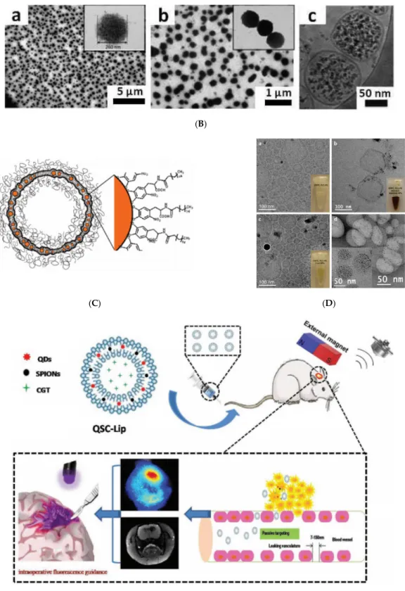 Figure 5. (A) Schematic showing the  preparation (upper) and  assembly  (lower)  of LipoMag.  Oleic  acid‐coated magnetic nanocrystal cores and the  lipid  shells  form through hydrophobic interactions  (reprinted  by  permission  from  Copyright  Clearanc