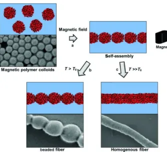Figure 10. Magnetic self‐assembly (a) and fusion (b,c) of magnetic polymer colloids in water. 