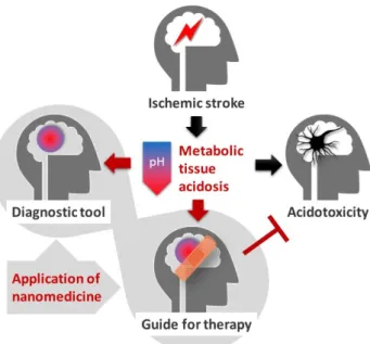 Figure 1. The stroke-associated metabolic acidosis of the nervous tissue, which is lethal to neurons  above a critical threshold (“Acidotoxicity”), may be harnessed for the accurate identification of the  ischemic penumbra (“Diagnostic tool”), or for focus