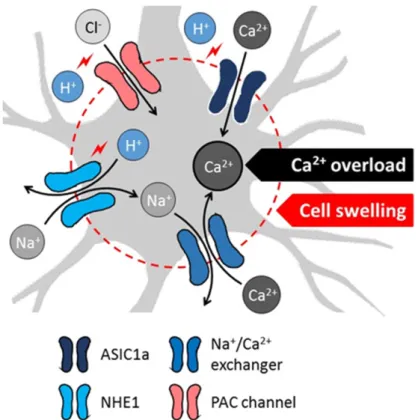 Figure 3. Proposed cellular mechanisms of acidotoxicity in ischemic stroke include acidosis-related  intracellular Ca 2+  overload and swelling of neurons (schematic gray-shaded cell)
