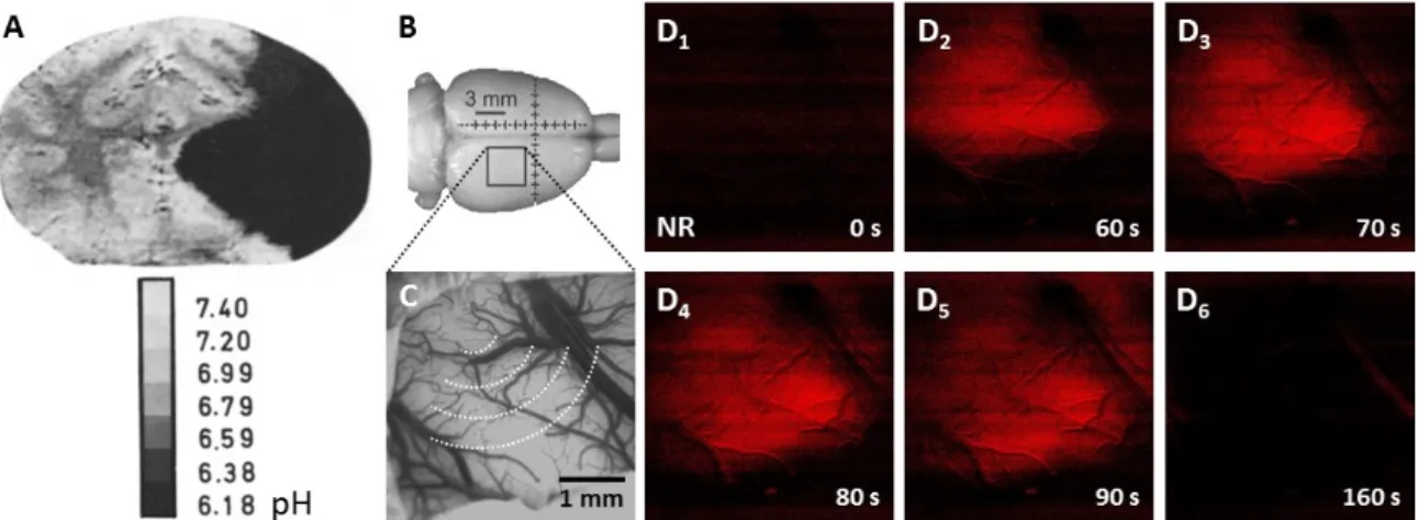 Figure 4. Experimental tissue pH imaging in models of cerebral ischemia and spreading  depolarization