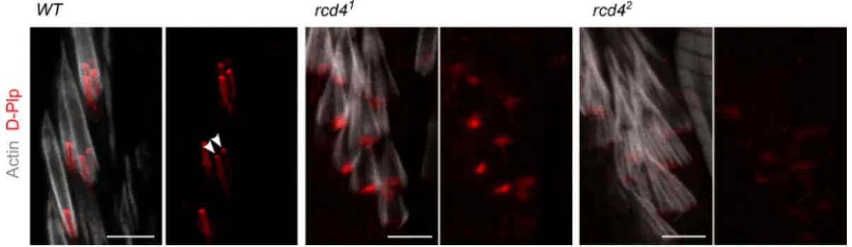 Figure S2. Disrupted D-Plp staining is indicative of defective basal bodies in rcd4-mutant fChOs