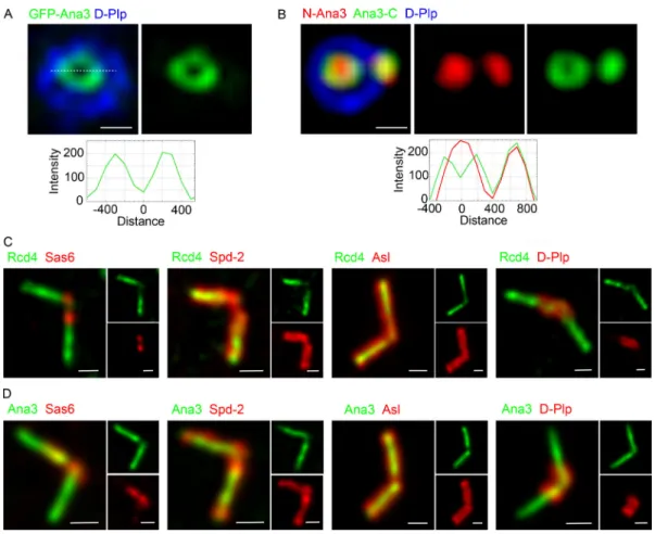 Figure S5. The occasional ring-like distribution of Ana3 observed in cultured cells and the localisation of Rcd4 and Ana3 in the giant centrioles of primary spermatocytes
