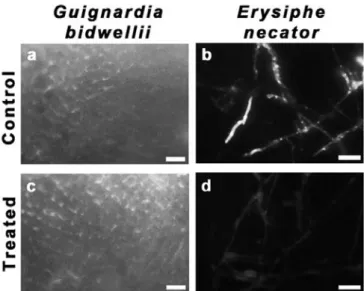 Figure 4. Fluorescent microscopic examination of mycelia treat- treat-ed with YG  mtreat-edium  (Control)  or AnCF  (Treattreat-ed)  in  case  of  G