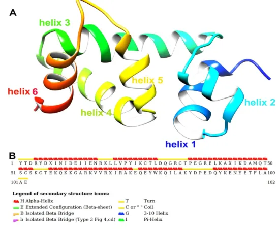 Figure 3A shows the post-simulated SlitCSP3 structure. The structure has helix 1 from Arg4 to Asn16, helix 2 from Leu20 to Leu28, helix 3 from Pro35 to Ser53, helix 4 from Glu57 to Ala73, helix 5 from Gln75 to Ala83, and the last helix 6 from Gln90 to Ala1