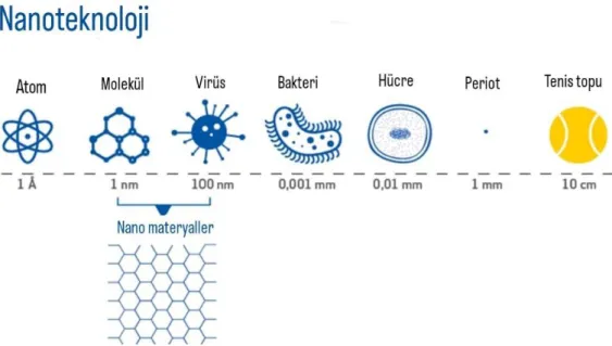 Şekil 2.4. Nanopartikül boyut karşılaştırması (Anonim, 2016). 