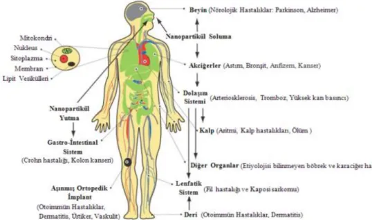 Şekil  2.6.  İnsan  vücuduna  nanopartiküllerin  giriş  şekilleri  ve  etkilenen  doku  ve  organlarda ortaya çıkabilecek bazı hastalıklar (Şekeroğlu, 2013)
