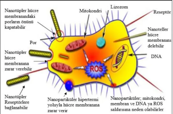 Şekil 2.5. Nanopartiküllerin hücreler üzerindeki etki mekanizmaları (Han ve ark. 2011)