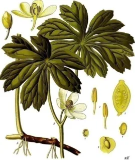 Şekil 2.9. Podophyllum peltatum (Yabani adamotu) (Anonim, 2016). 
