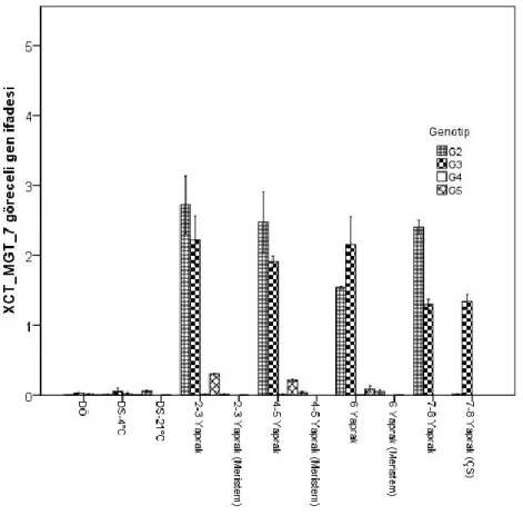Şekil 4. 3. Çiçeklenen (G2 ve G3) ve çiçeklenmeyen (G4 ve G5) sarımsak  genotiplerinde XCT_MGT_7 EST genin göreceli ifadesi 