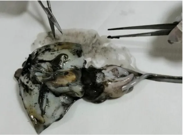 Şekil 2.3. Sepia officinalis Mürekkep kesesi ve mürekkebinin görüntüsü 2.3.  Mürekkep Balığı Mürekkebi  