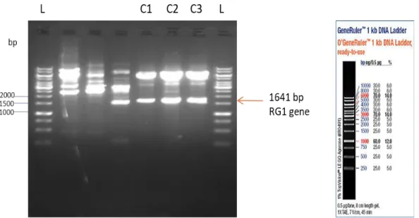 Şekil  4.2.  Tam  uzunlukta  G  protein  geninin  (RG1)  klonlanması.  Tam  uzunlukta  RG1  geni, bitki ekspresyon plazmiti olan pEAQ plazmitine klonlandı