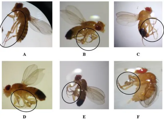 Figure 4. Normal (A) and abnormal leg phenotypes (B–F) in the F0, F1, F2, and F3 generations ob- ob-tained  after  treatment  with  permethrin  (0.1  mM),  permethrin  nanopesticides  (2.5  mM),  acephate  and acephate nanopesticides (5 mM), and validamyci