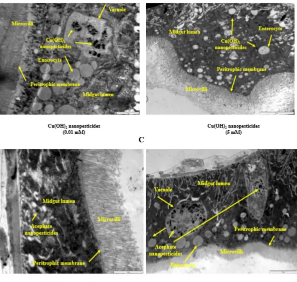 Figure 8. Internalization via the intestinal barrier: Intestinal lumen of Drosophila larvae (A)
